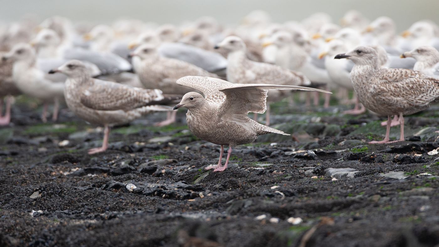 Iceland Gull (Larus glaucoides) - Photo made at the Hondsbossche Zeewering