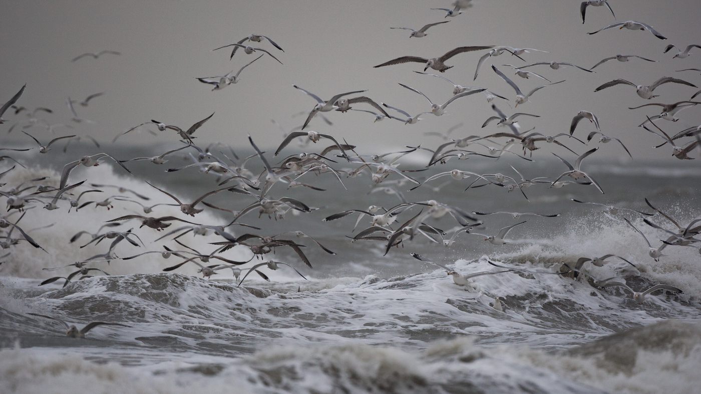 Huge numbers of Gulls at the Hondsbossche Zeewering