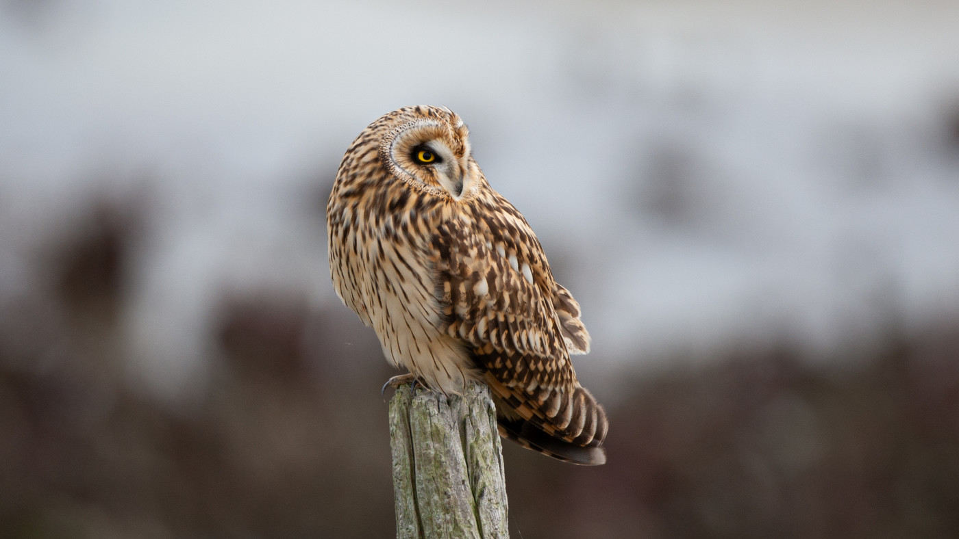 Short-eared Owl (Asio flammeus) - Photo made near Burghsluis