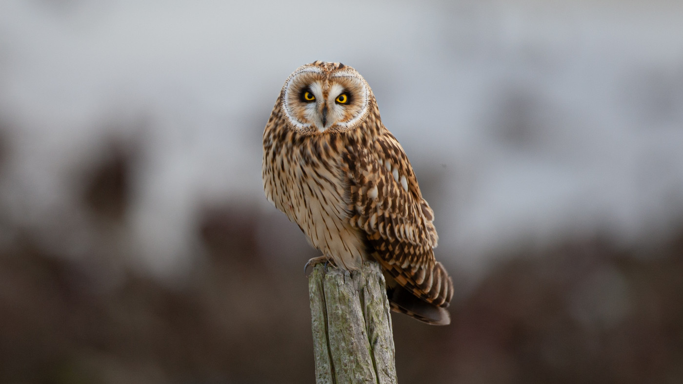 Short-eared Owl (Asio flammeus) - Photo made near Burghsluis