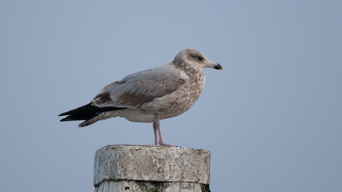 American Herring Gull (Larus smithsonianus) - Photo made in the Harbour at Den Oever