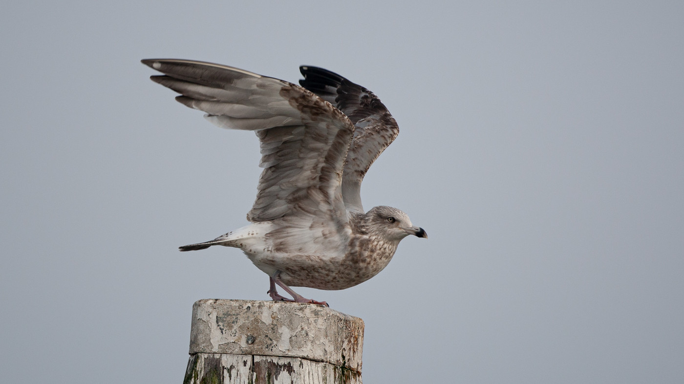 American Herring Gull (Larus smithsonianus) - Photo made in the Harbour at Den Oever