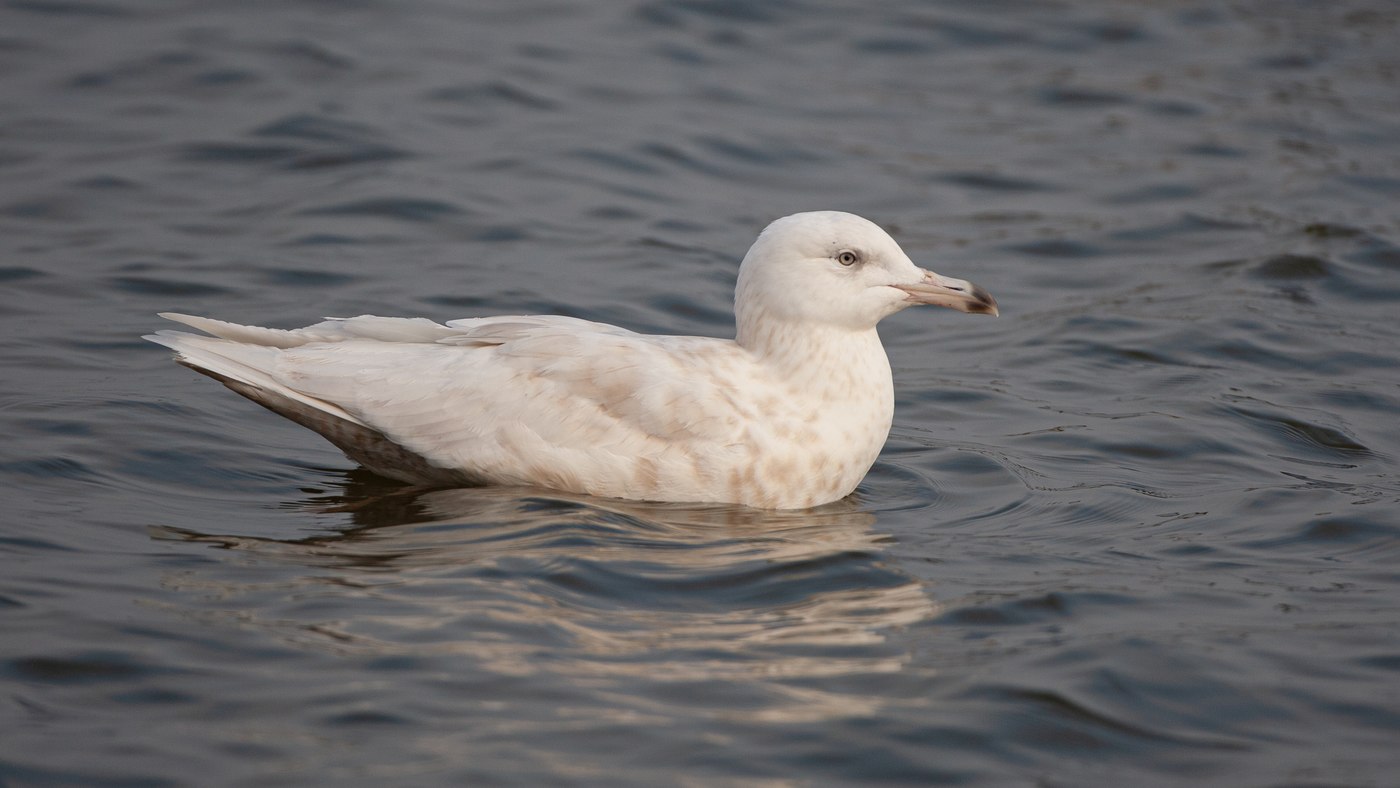 Glaucous Gull (Larus hyperboreus) - Photo made in the Harbour at Den Oever