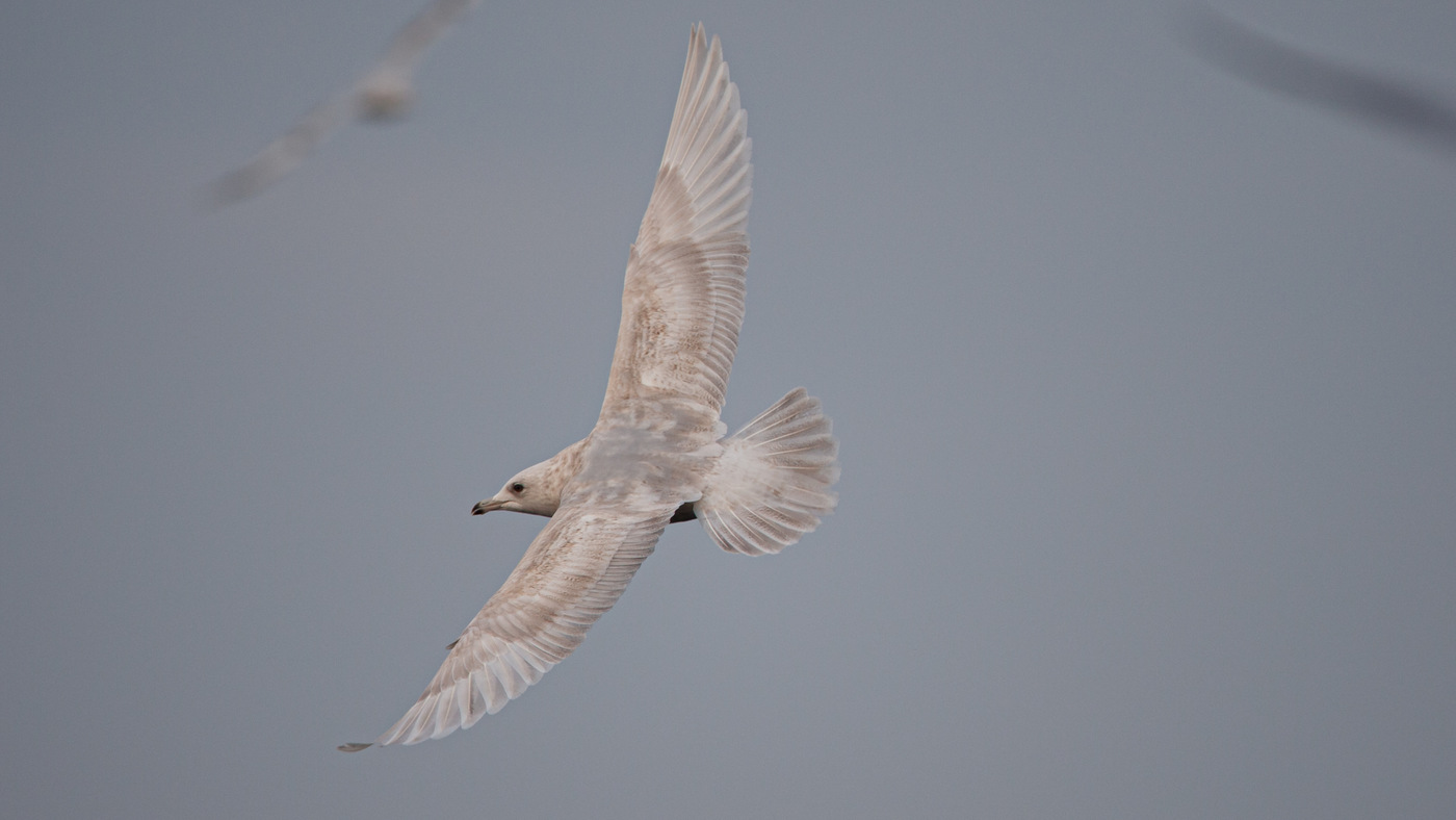 Iceland Gull (Larus glaucoides) - Photo made in the harbour at Urk