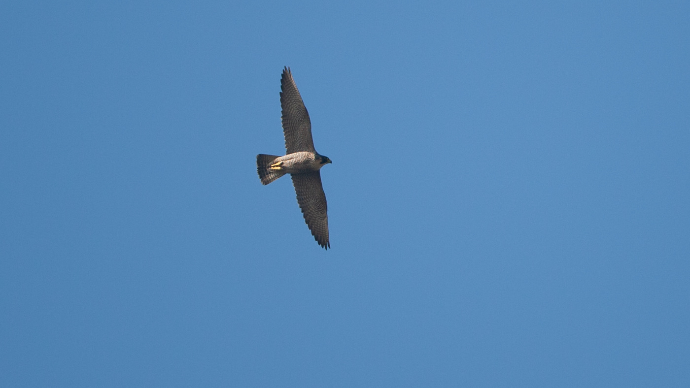 Slechtvalk (Falco peregrinus) - Foto gemaakt op de Kamperhoek