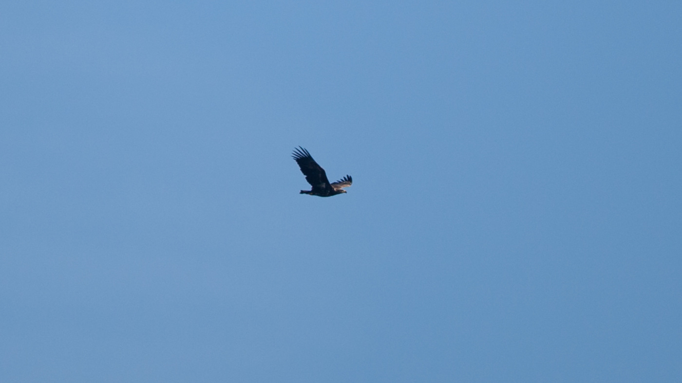 White-tailed Eagle (Haliaeetus albicilla) - Photo made at the Kamperhoek