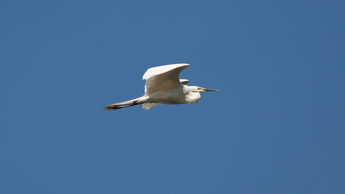 Great Egret (Egretta alba) - Photo made at the Kamperhoek