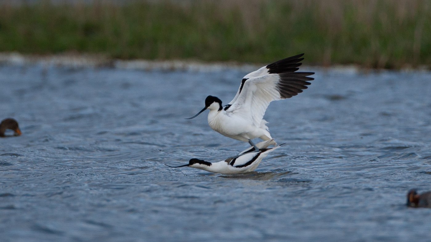 Kluut (Recurvirostra avosetta) - Foto gemaakt in de Ezumakeeg
