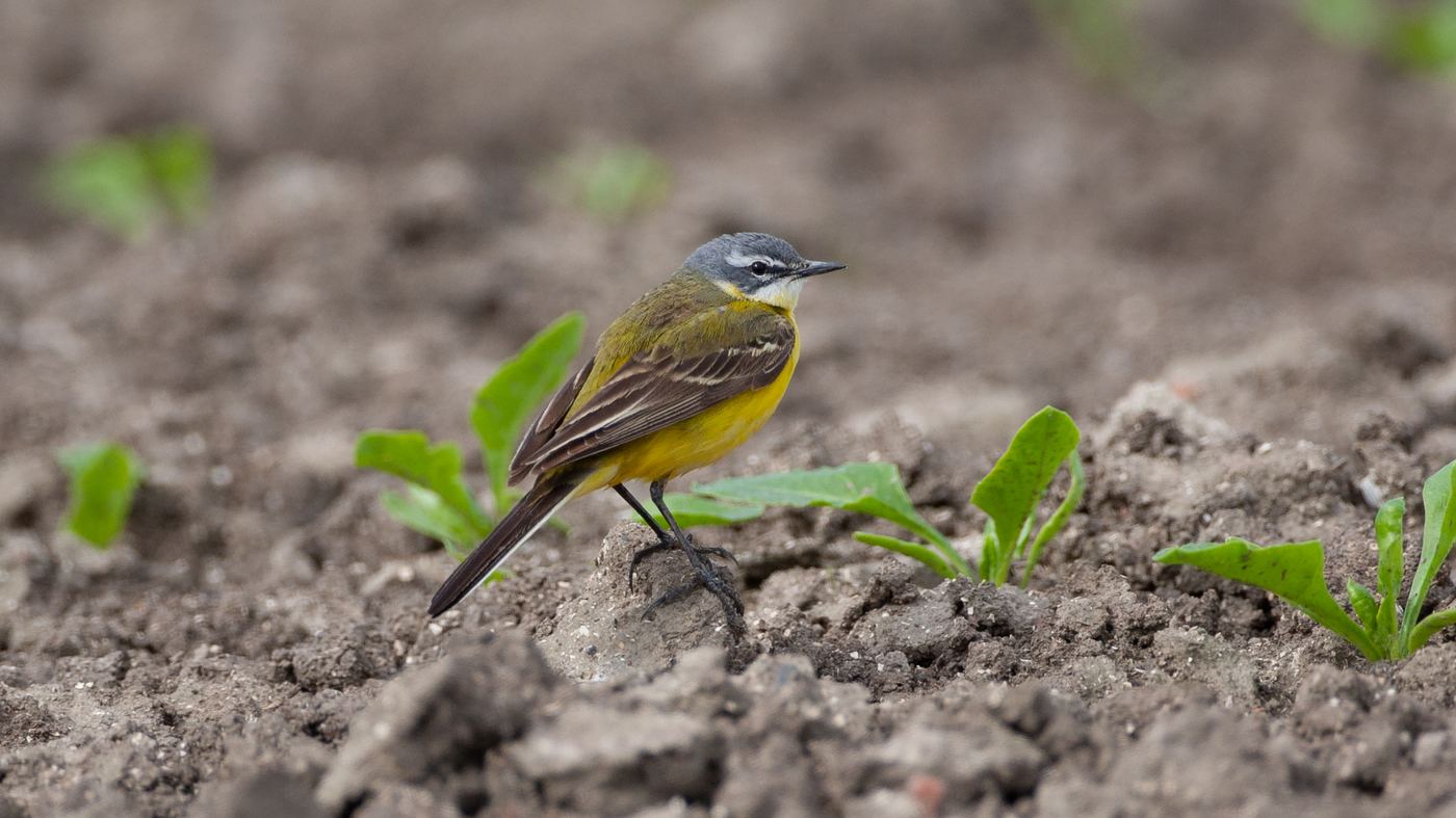 Western Yellow Wagtail (Motacilla flava) - Photo made in the area of Blijham