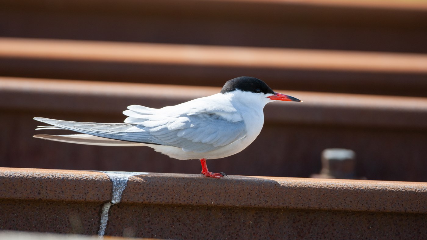 Common Tern (Sterna hirundo) - Photo made at the Eemshaven