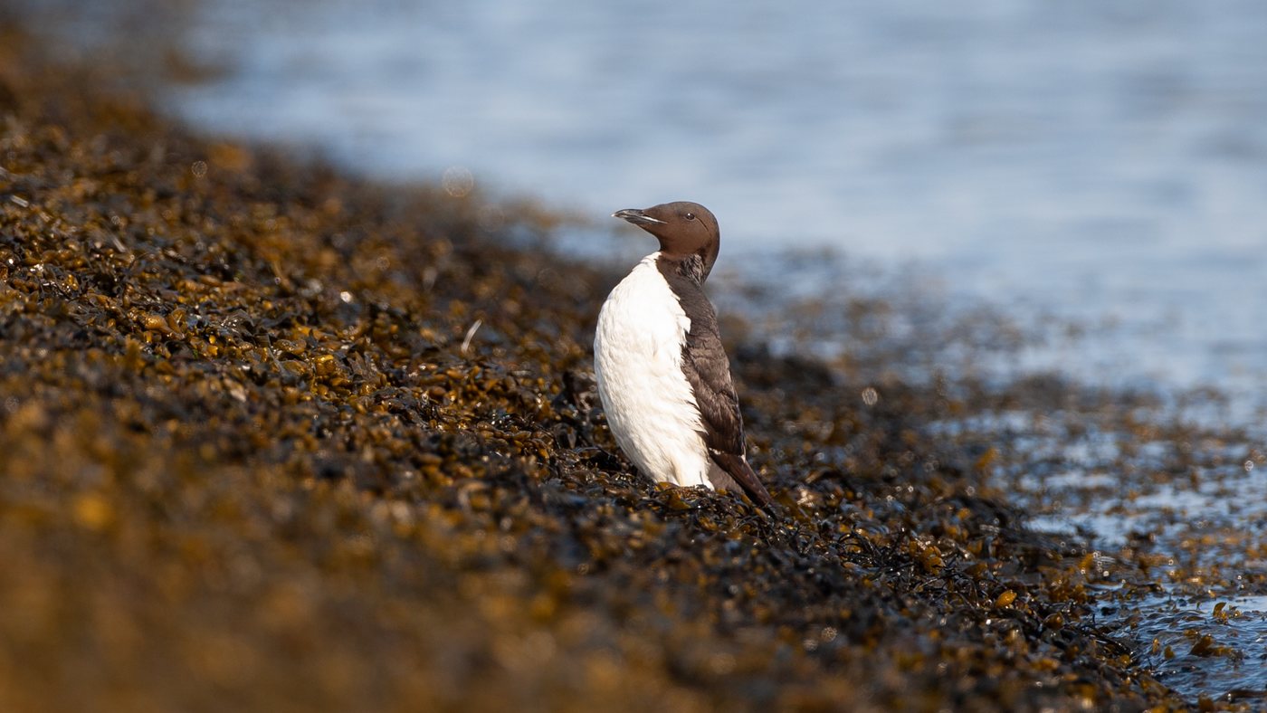 Thick-billed Murre (Uria lomvia) - Photo made at the Coastal road near Lauwersmeer