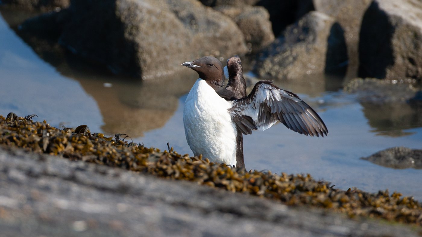 Thick-billed Murre (Uria lomvia) - Photo made at the Coastal road near Lauwersmeer