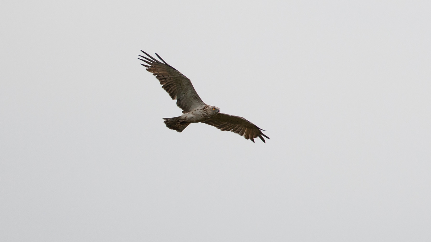 Short- toed Eagle (Circaetus gallicus) - Photo made at Fochteloërveen