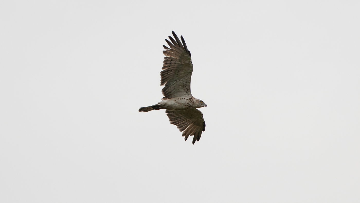 Short- toed Eagle (Circaetus gallicus) - Photo made at Fochteloërveen