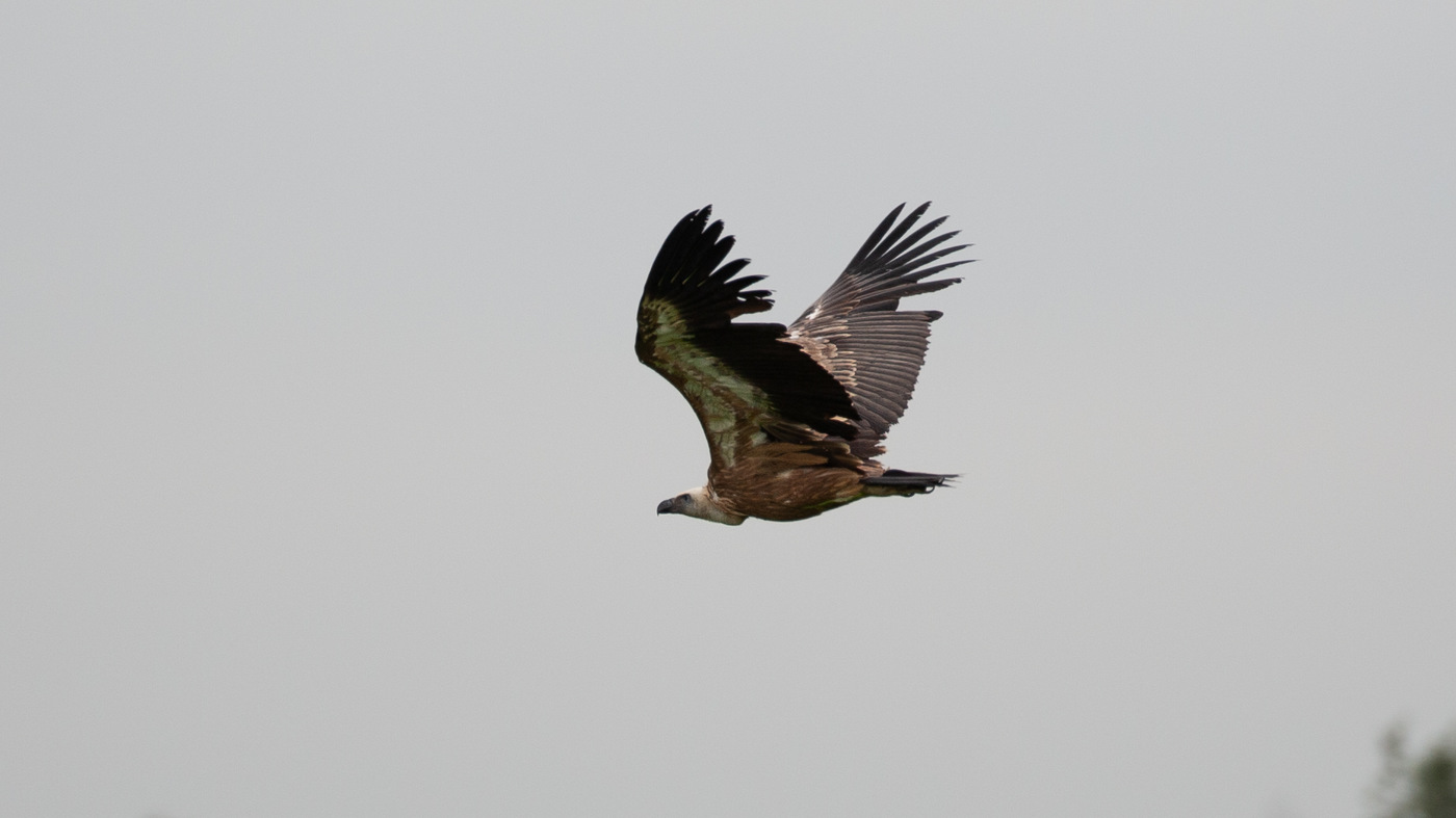 Griffon Vulture (Gyps fulvus) - Photo made near the village of Odiliapeel
