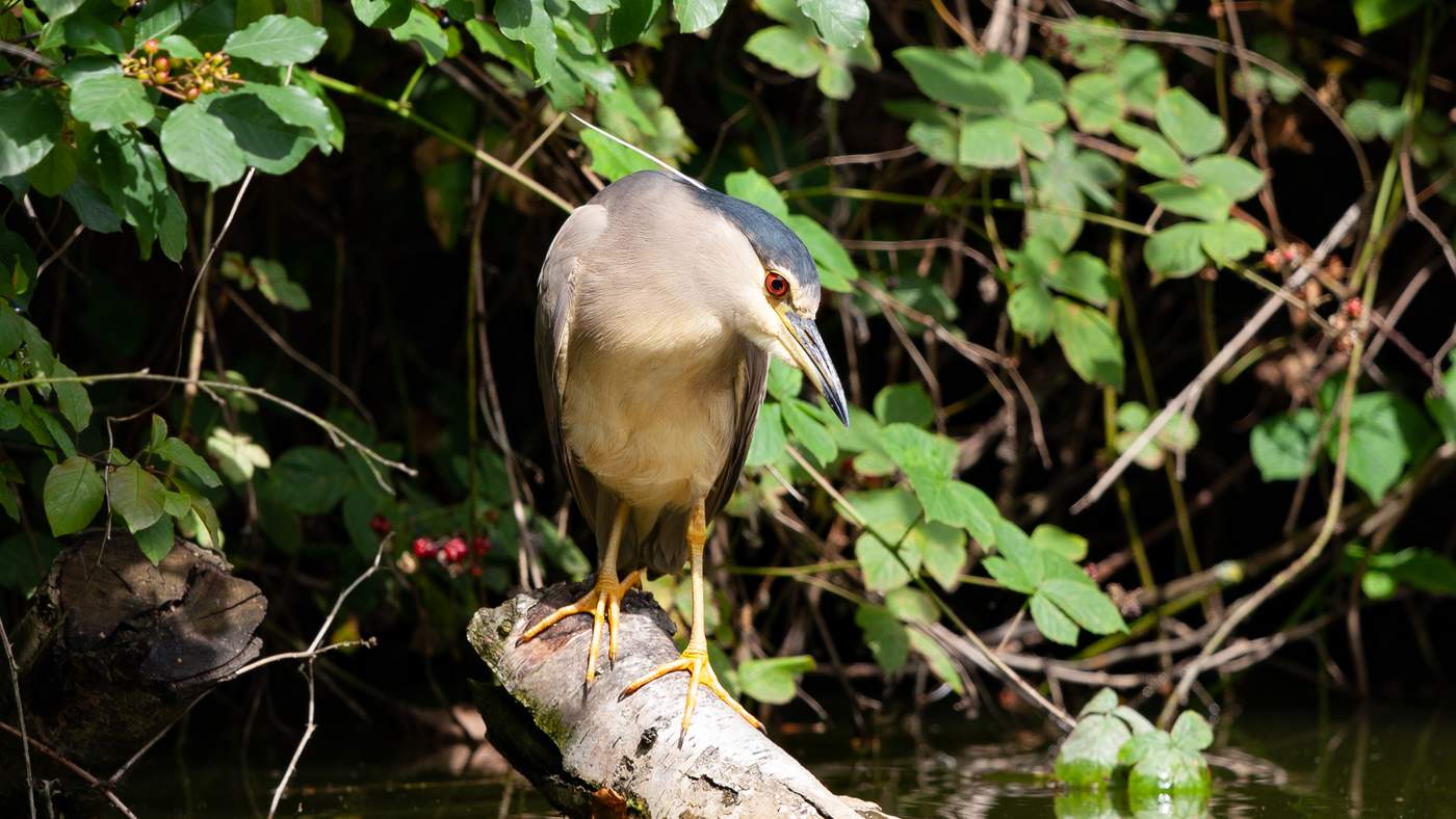 Black-crowned Night Heron (Nycticorax nycticorax) - Photo made at the fishpond near Grubbenvorst