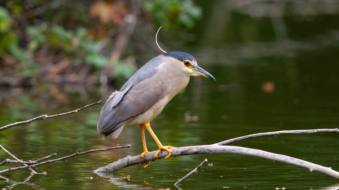 Black-crowned Night Heron (Nycticorax nycticorax) - Photo made at the fishpond near Grubbenvorst