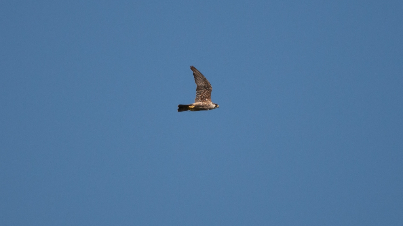 Slechtvalk (Falco peregrinus) - Foto gemaakt bij de Vlinderbalg