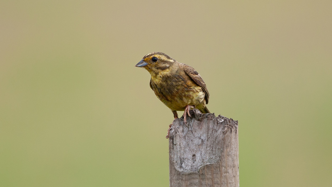 Yellowhammer (Emberiza citrinella) - Photo made at the migration site Brobbelbies Noord