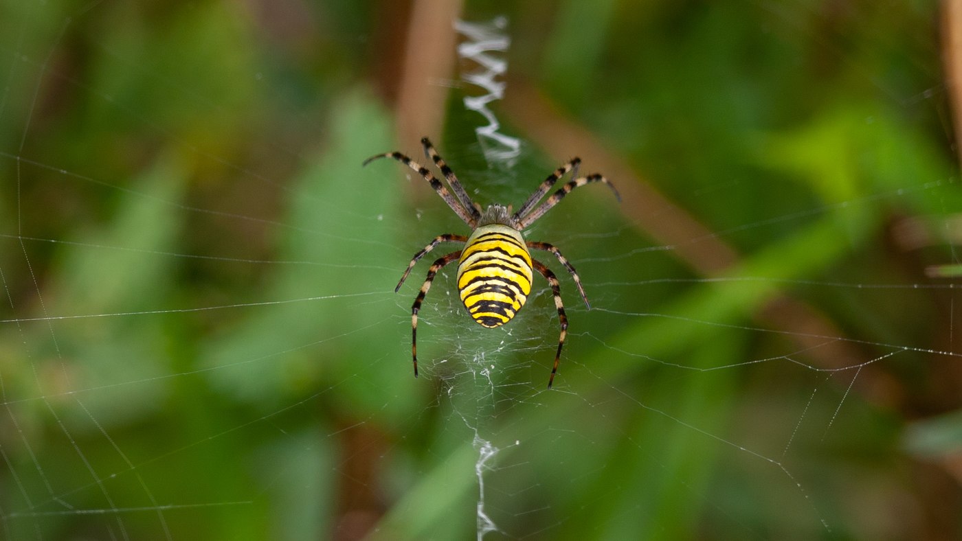 Wasp Spider (Argiope bruennichi) - Photo made at the migration site Brobbelbies Noord