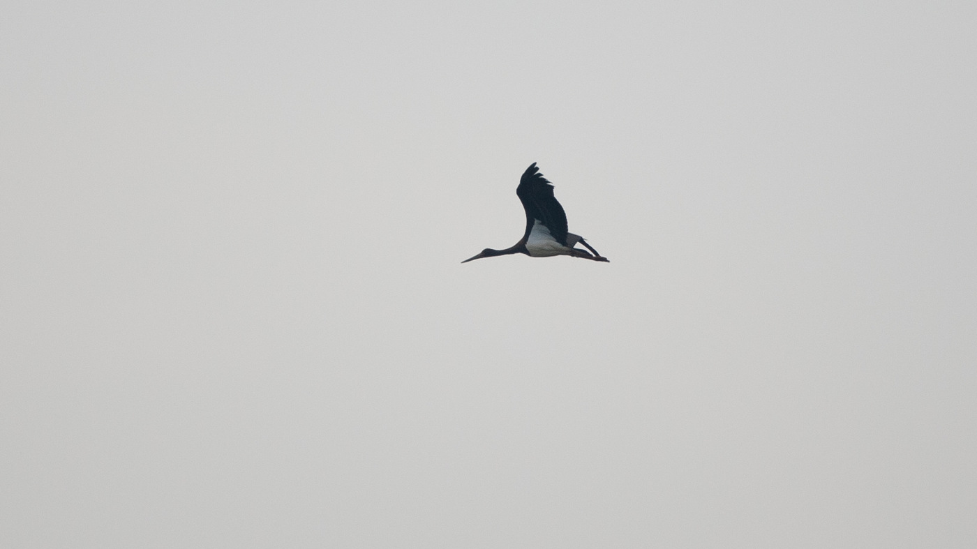 Zwarte Ooievaar (Ciconia nigra) - Foto gemaakt bij de telpost Brobbelbies Noord