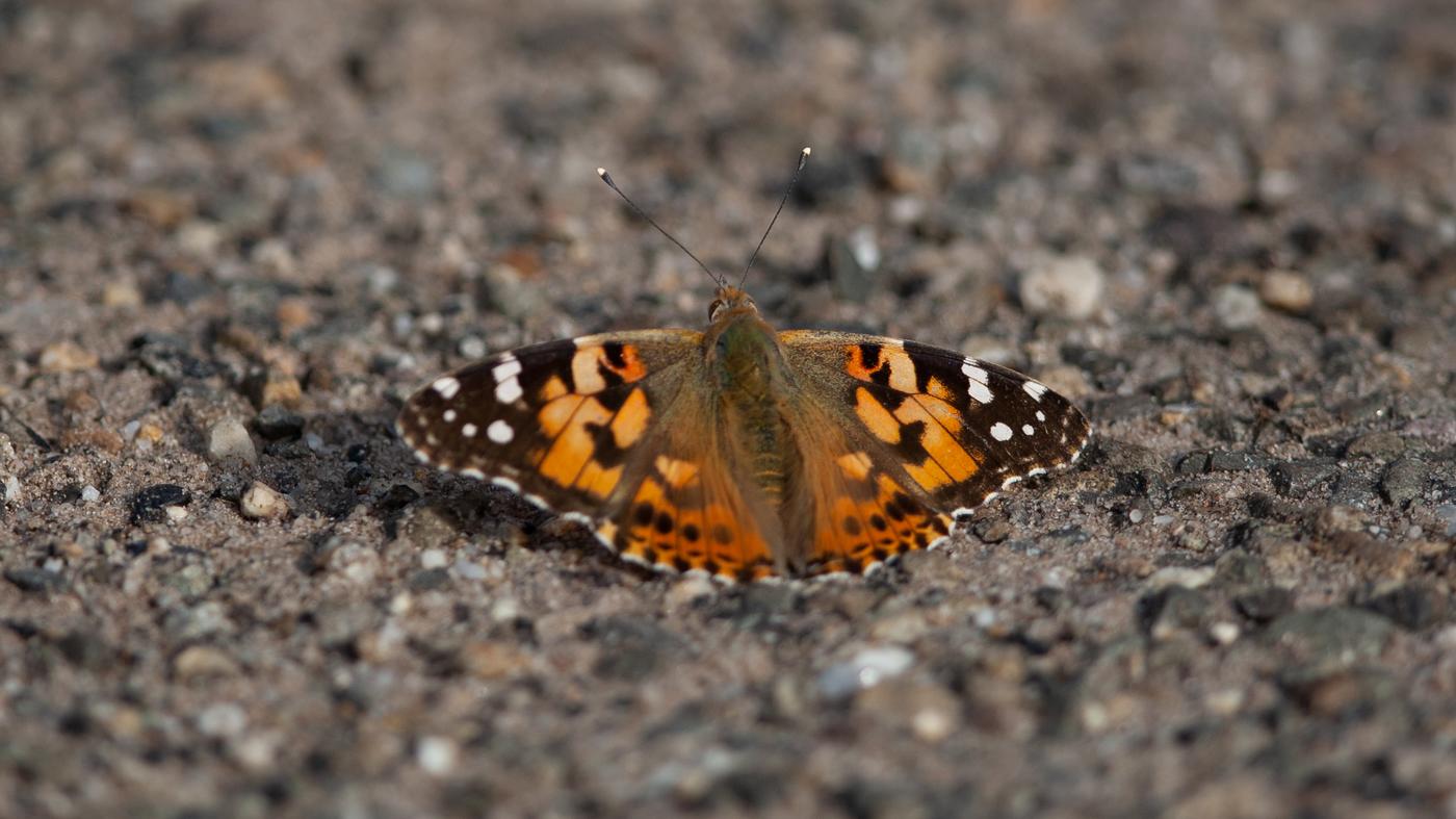 Painted Lady (Vanessa cardui) - Photo made at the migration site Brobbelbies Noord