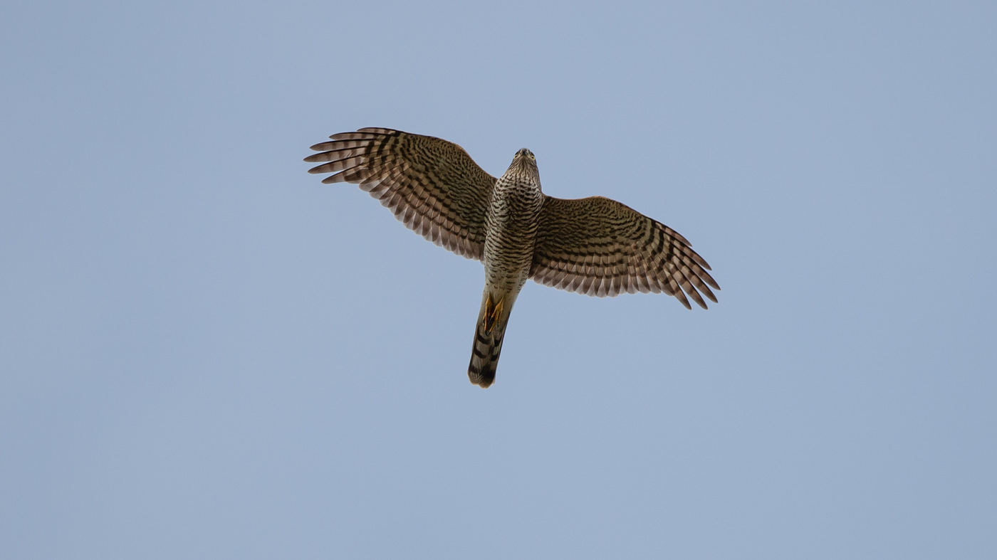 Eurasian Sparrowhawk (Accipiter nisus) - Photo made at the migration site Brobbelbies Noord