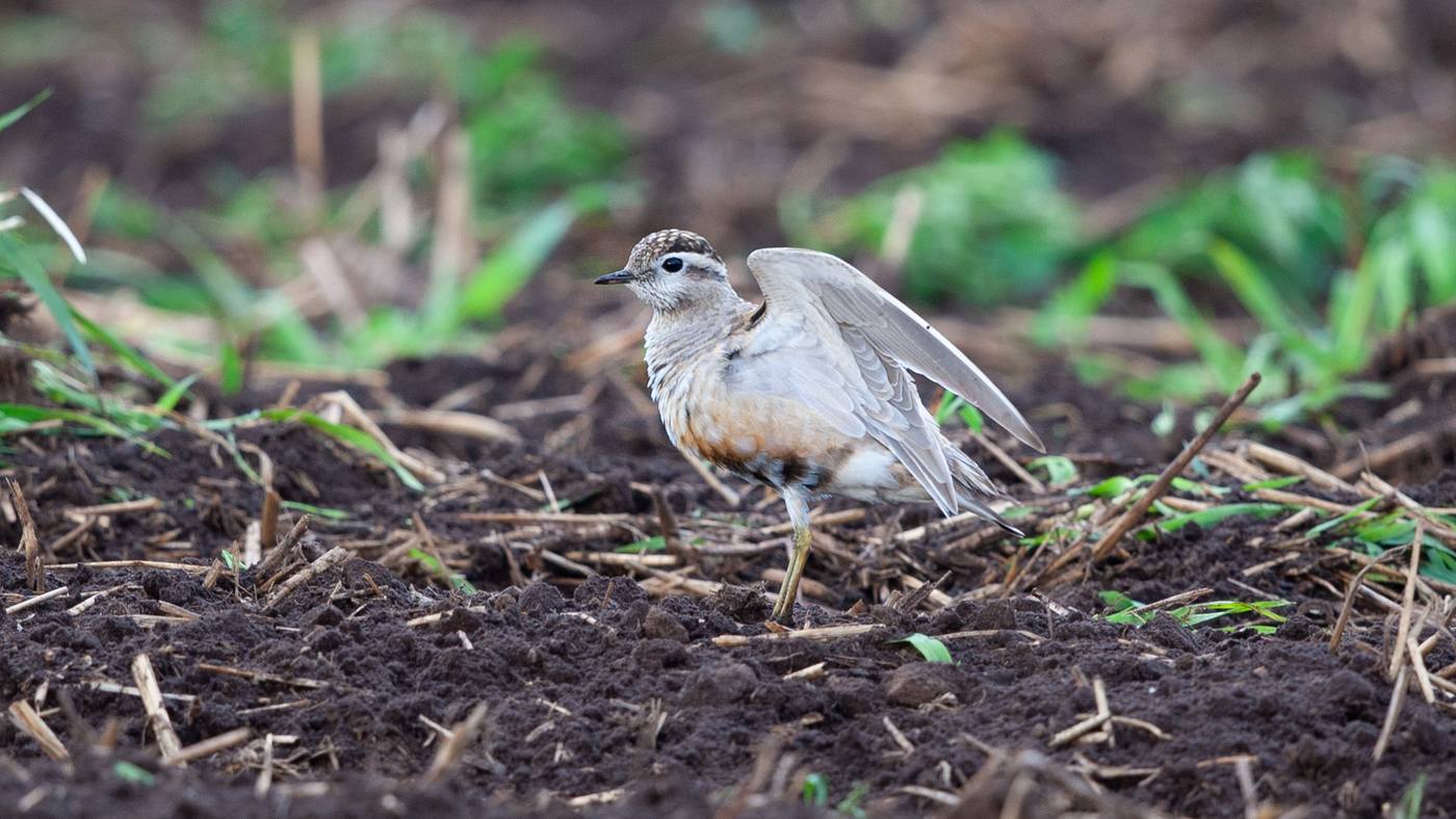 Eurasian Dotterel (Charadrius morinellus) - Photo made at the migration site Brobbelbies Noord