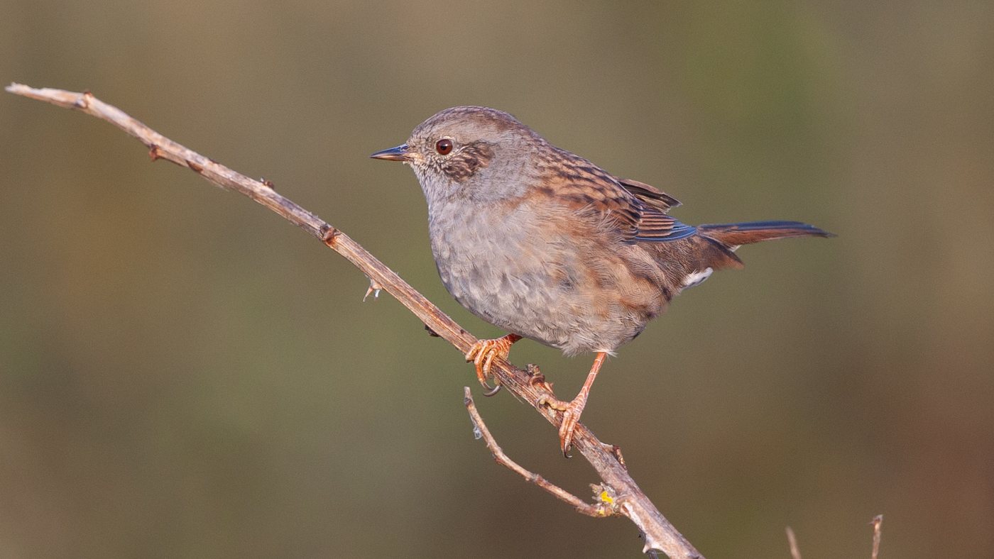 Dunnock (Prunella modularis) - Photo made at the Robbenjager on the island of Texel