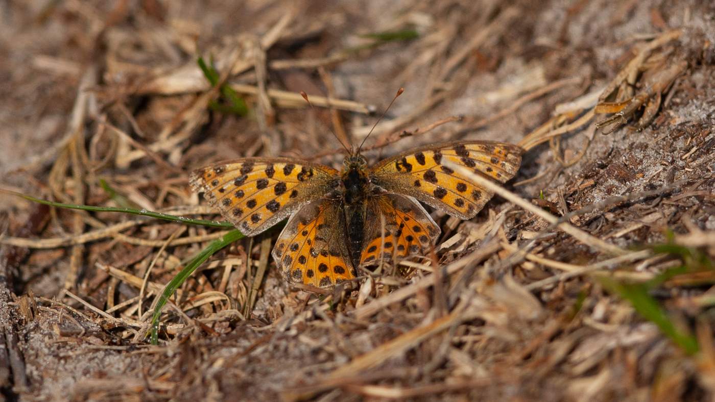 Queen of Spain Fritillary (Issoria isthonia) - Photo made at De Tuintjes on the island of Texel