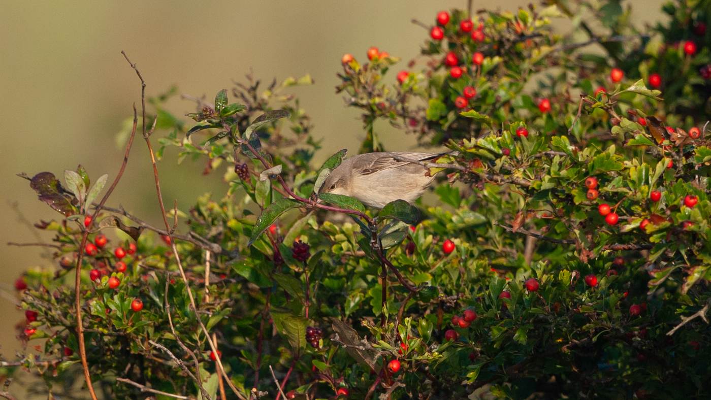 Barred Warbler (Sylvia nisoria) - Photo made at the Robbenjager on the island of Texel