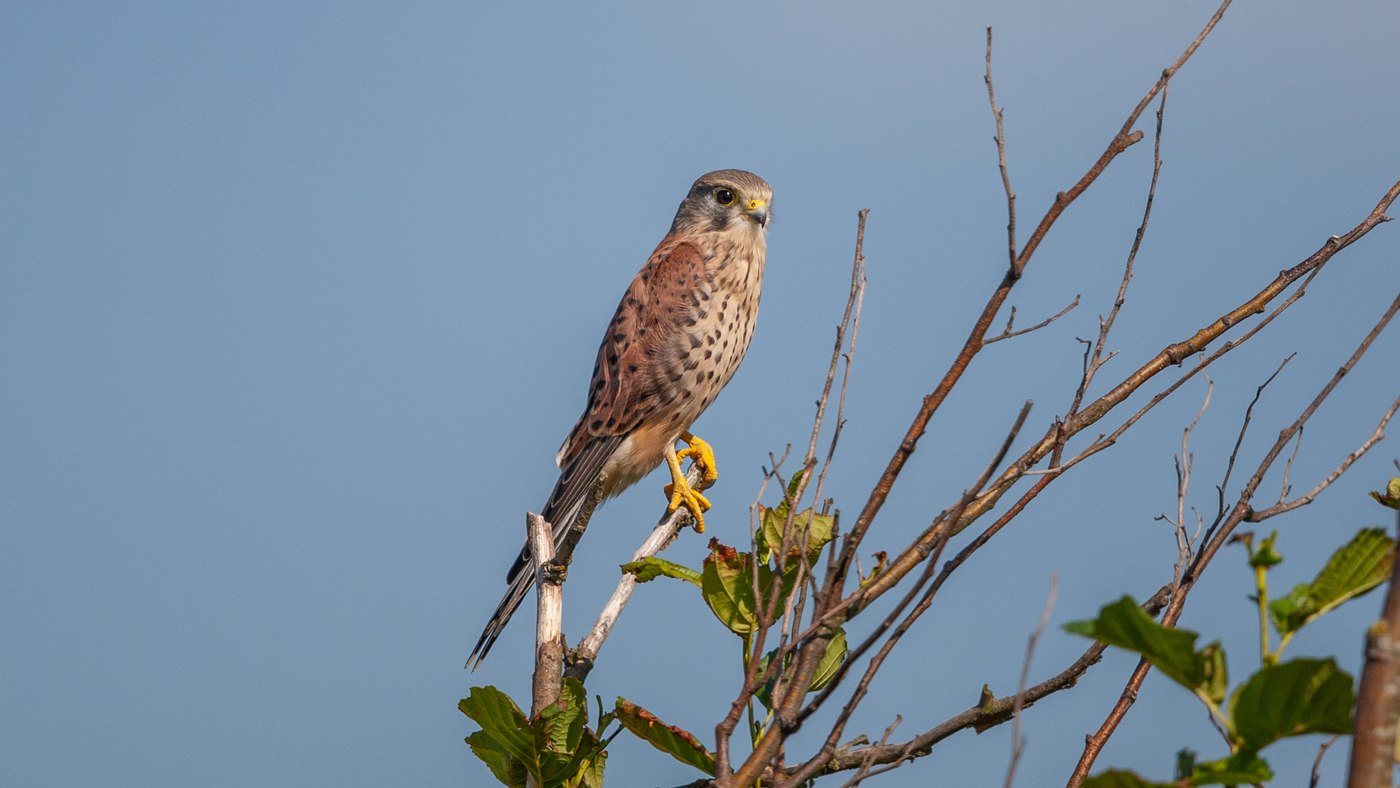 Torenvalk (Falco tinnunculus) - Foto gemaakt bij de Hanenplas op Texel