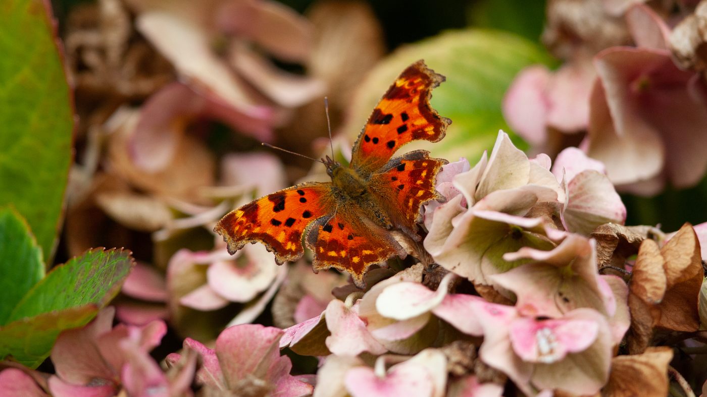 Comma Butterfly (Polygonia c-album) - Photo made at the cemetery of Westkapelle
