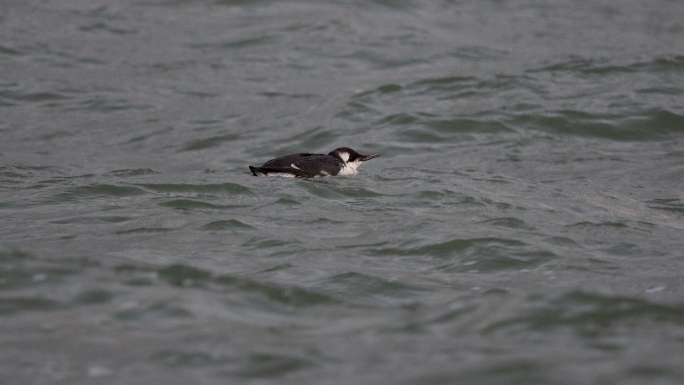 Common Murre (Uria aalge) - Photo made at the migration site Westkapelle