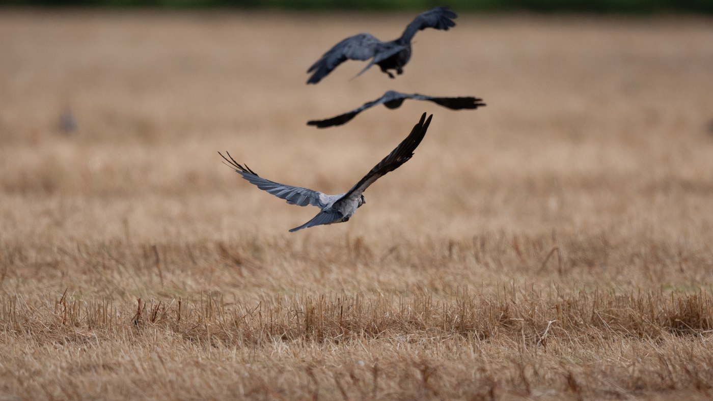 Hooded Crow (Corvus cornix) - Photo made near Den Burg on the island of Texel