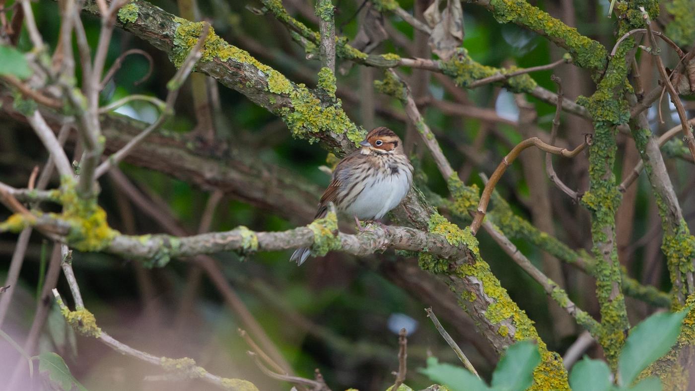 Little Bunting (Emberiza pusilla) - Photo made at De Robbenjager on the island of Texel