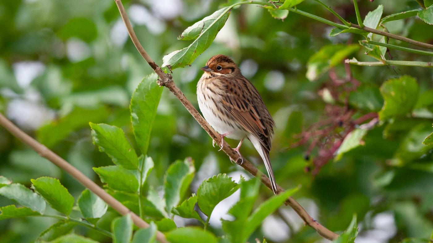 Little Bunting (Emberiza pusilla) - Photo made at De Robbenjager on the island of Texel