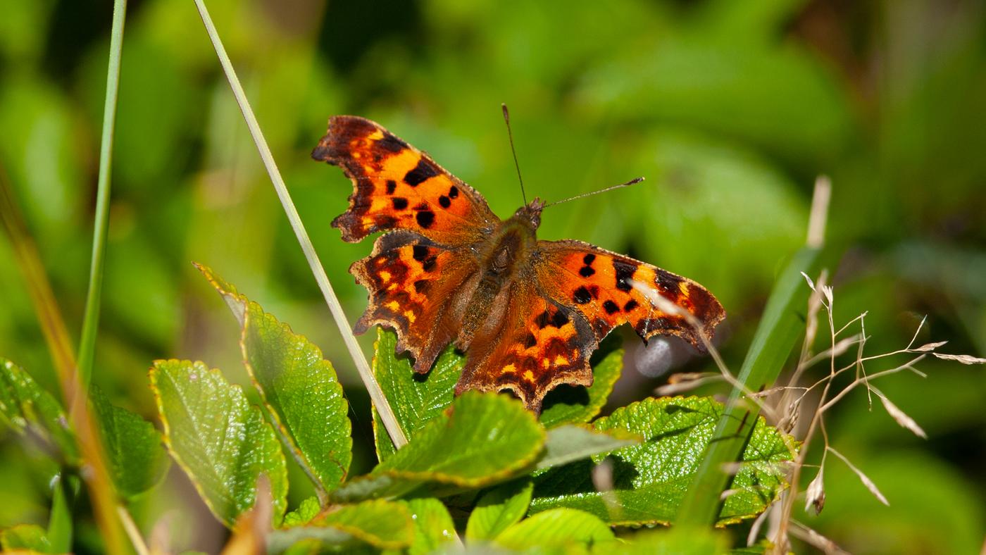 Comma Butterfly (Polygonia c-album) - Photo made in the Pettemerwoods