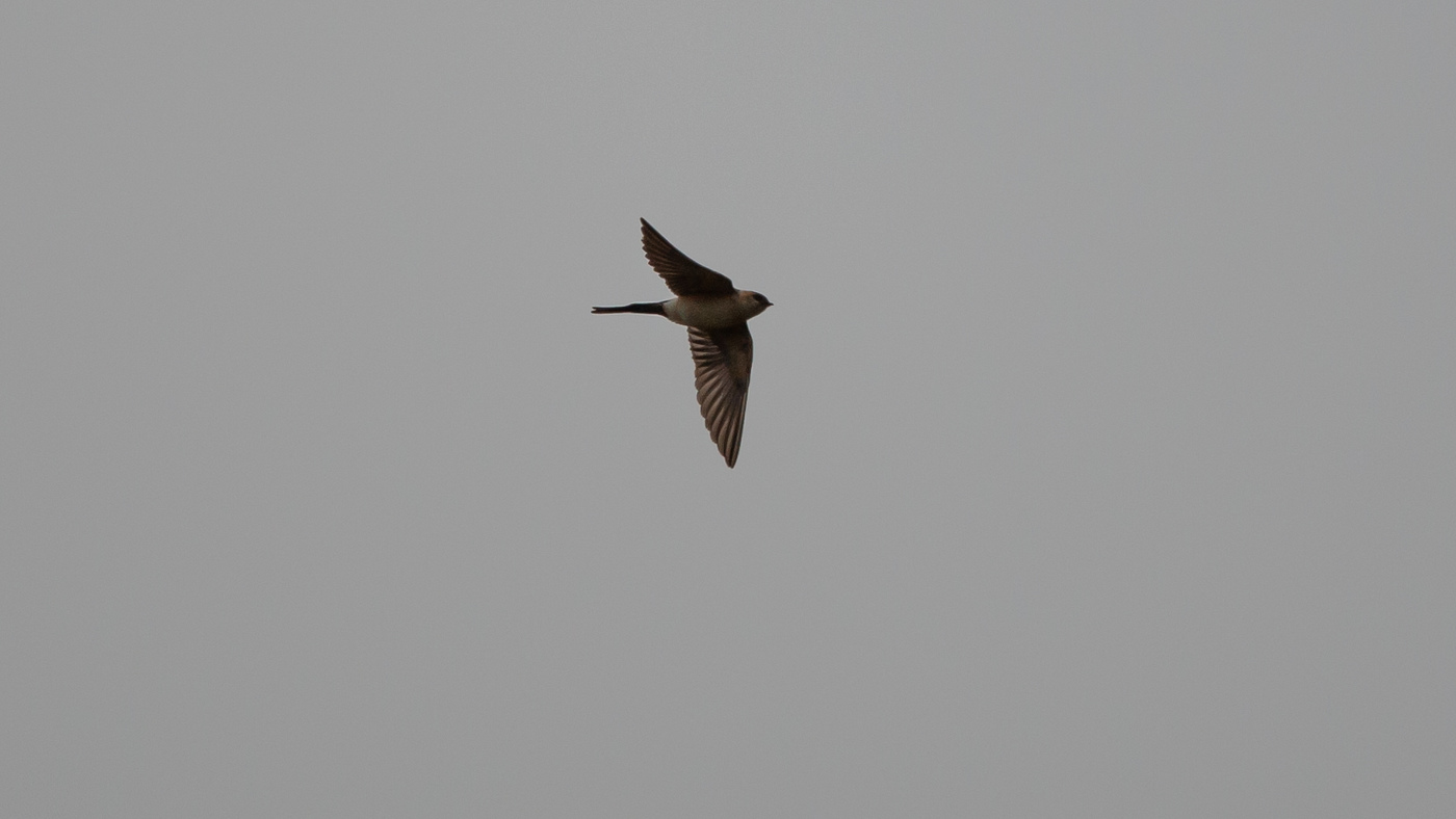 Red-rumped Swallow (Cecropis daurica) - Photo made at De Robbenjager on the island of Texel