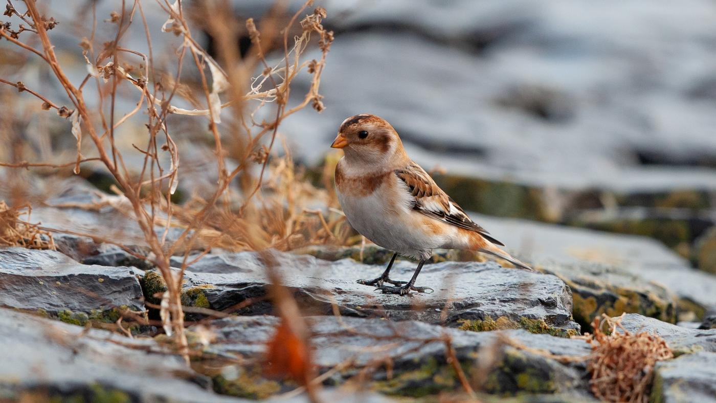 Snow Bunting (Plectrophenax nivalis) - Photo made at the Krassekeet on the island of Texel