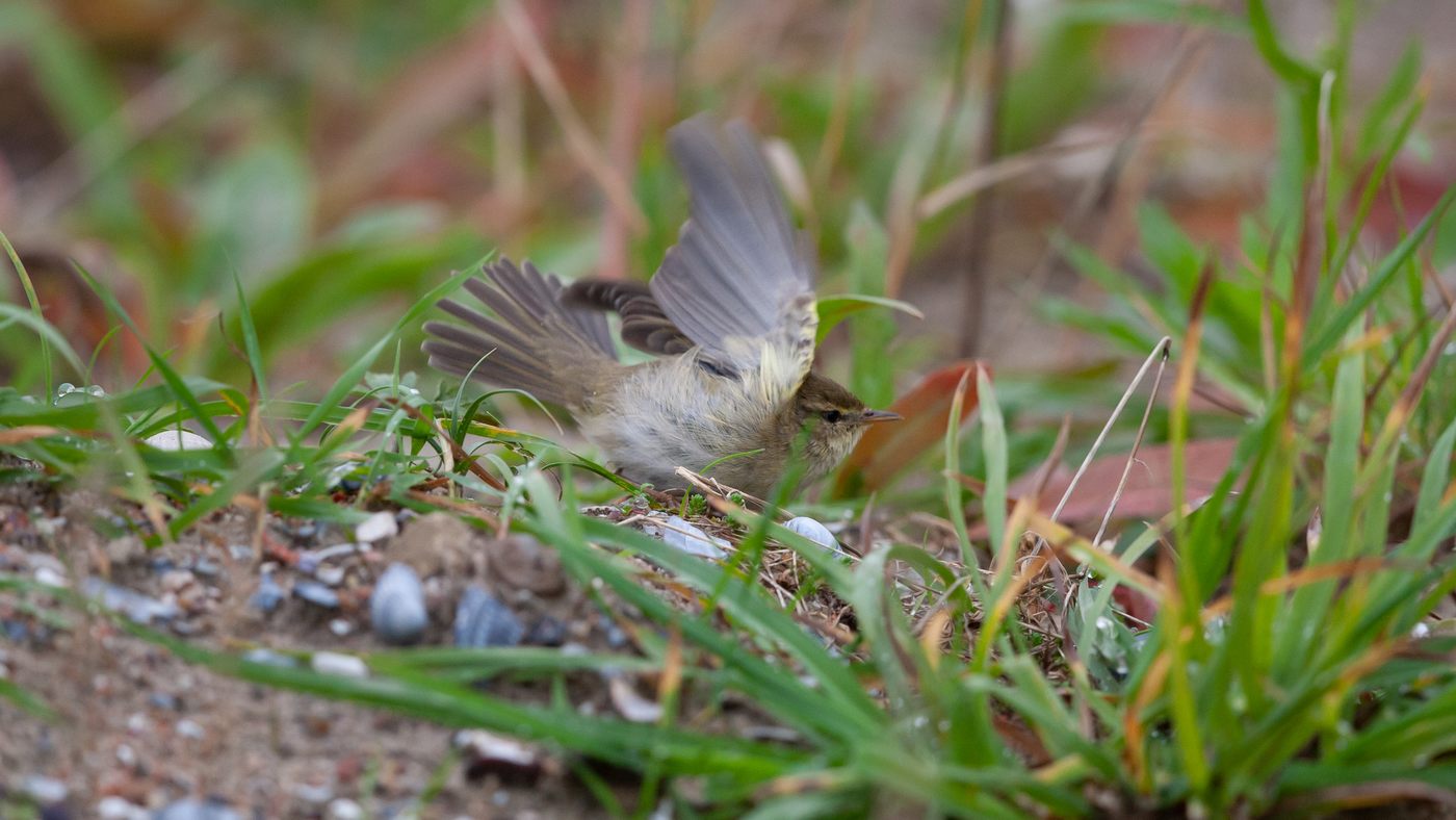 Willow Warbler (Phylloscopus trochilus) - Photo made on the island of Vlieland