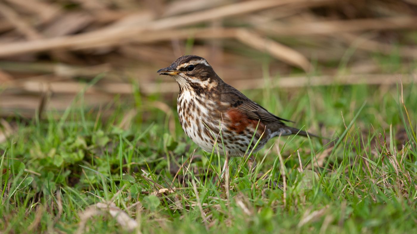 Redwing (Turdus iliacus) - Photo made on the island of Texel