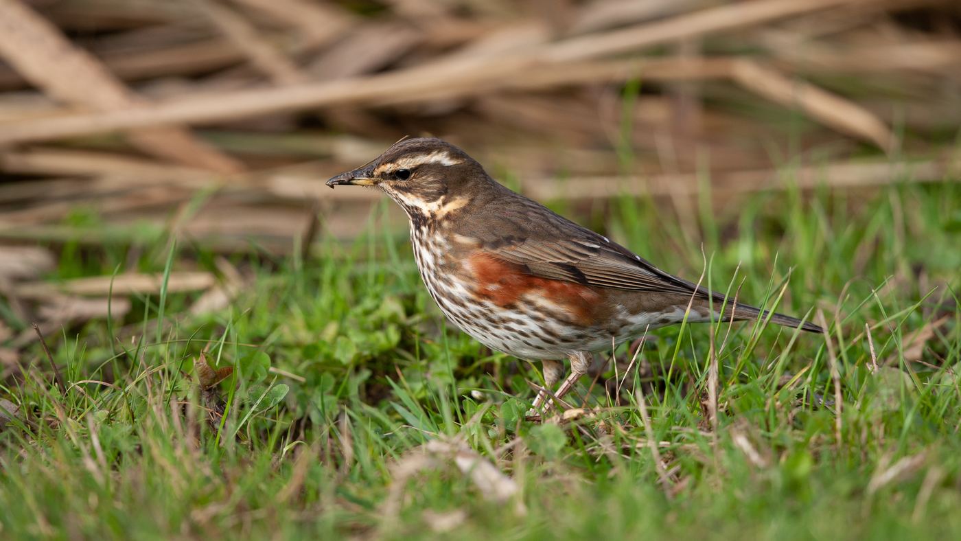 Redwing (Turdus iliacus) - Photo made on the island of Texel