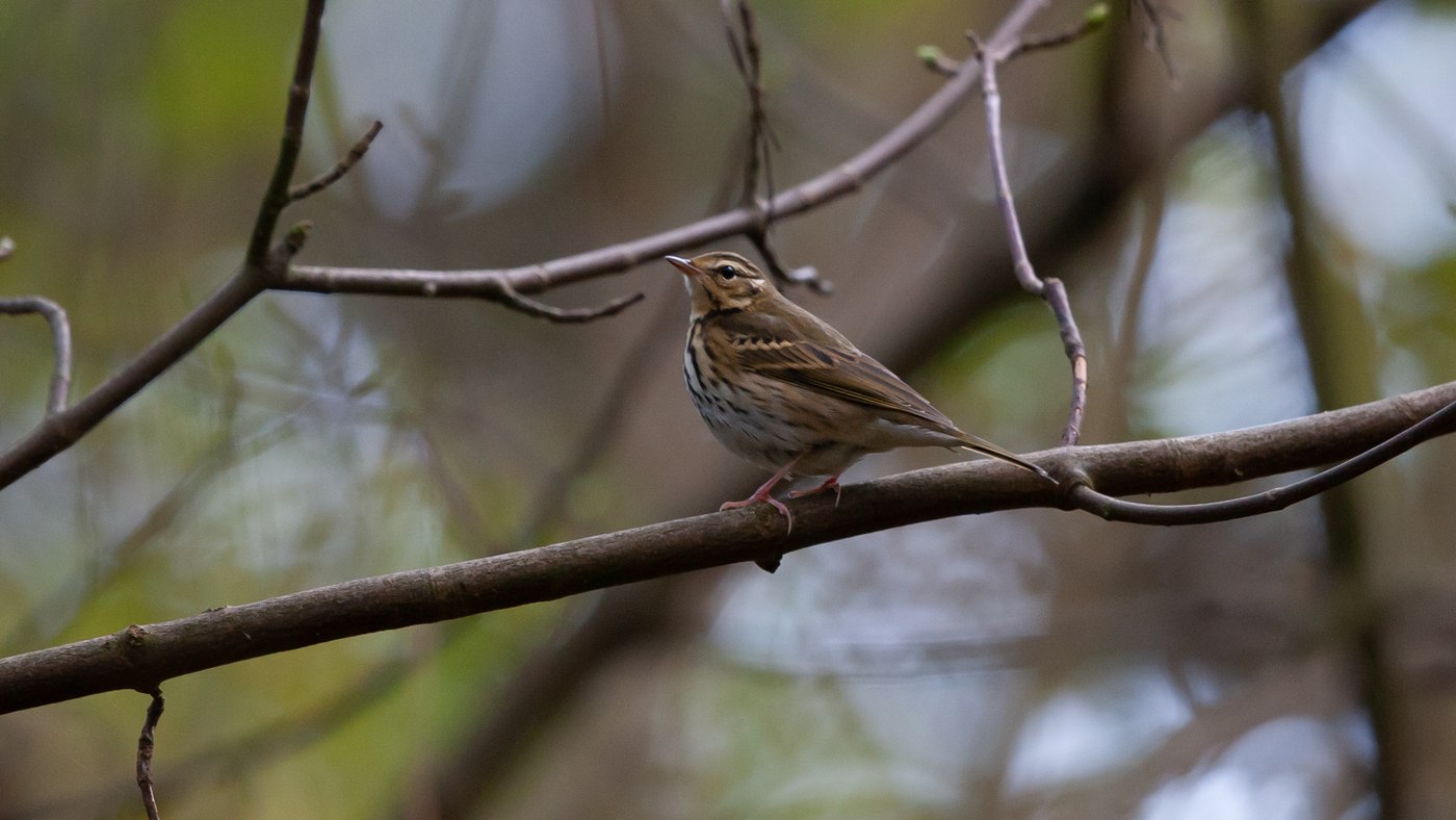 Olive-backed Pipit (Anthus hodgsoni) - Photo made in Robbenoordbos