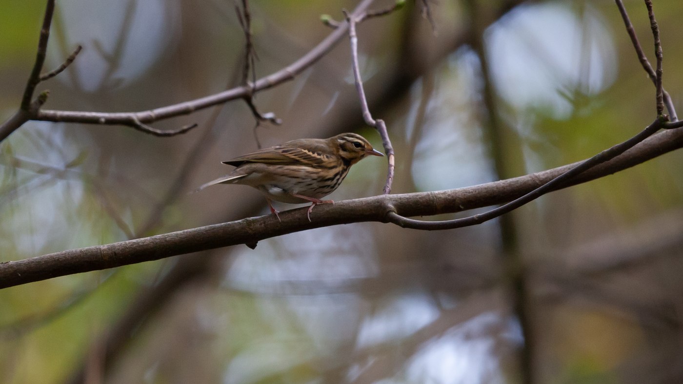 Olive-backed Pipit (Anthus hodgsoni) - Photo made in Robbenoordbos