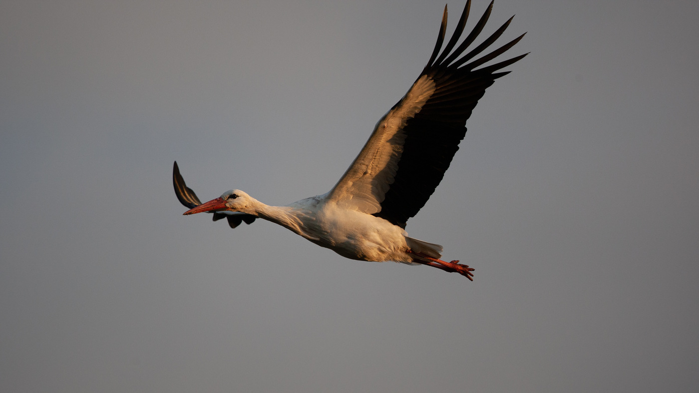 White Stork (Ciconia ciconia) - Photo made at the Vockestaert