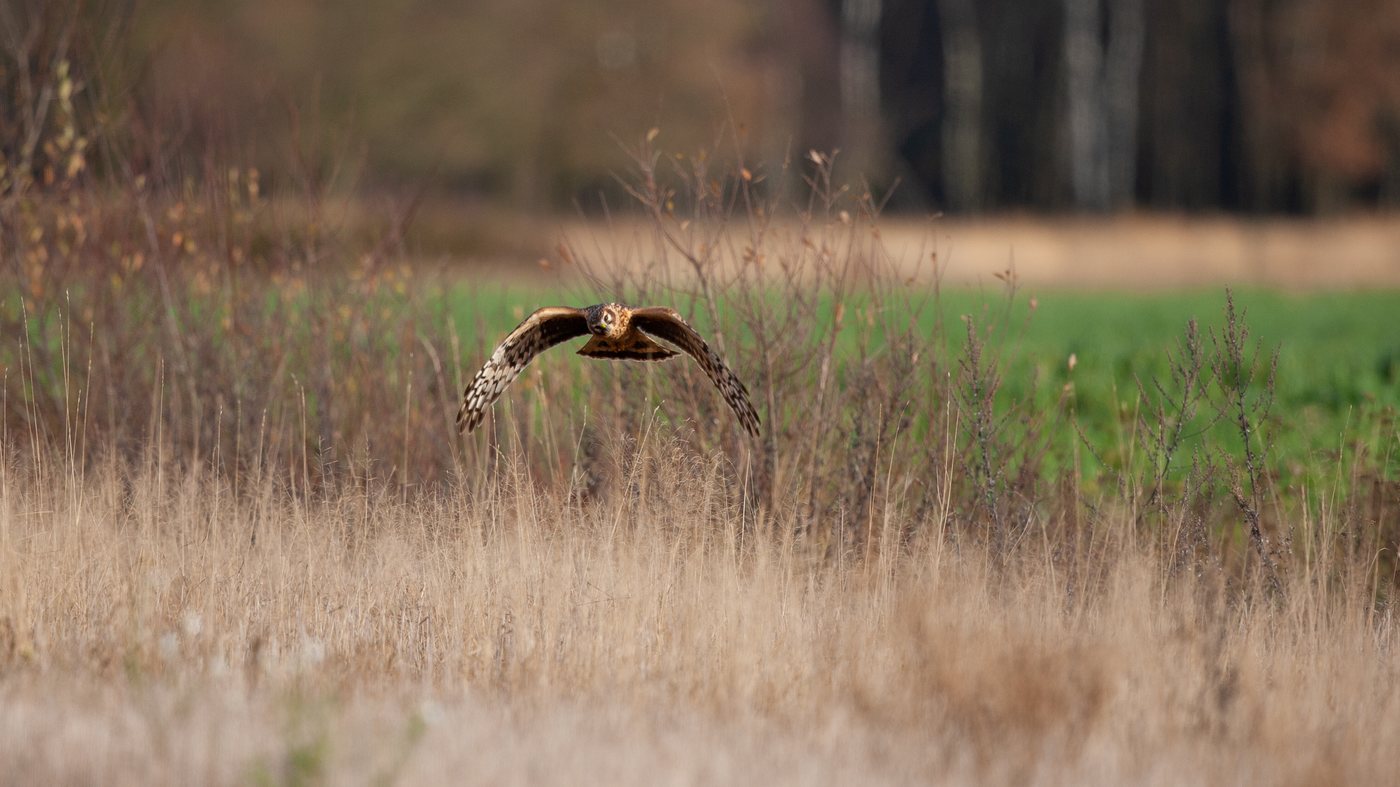Hen Harrier (Circus cyaneus) - Photo made at the migration site Brobbelbies Noord