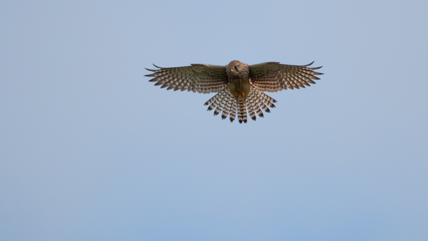 Common kestrel (Falco tinnunculus) - Photo made at the migration site Brobbelbies Noord