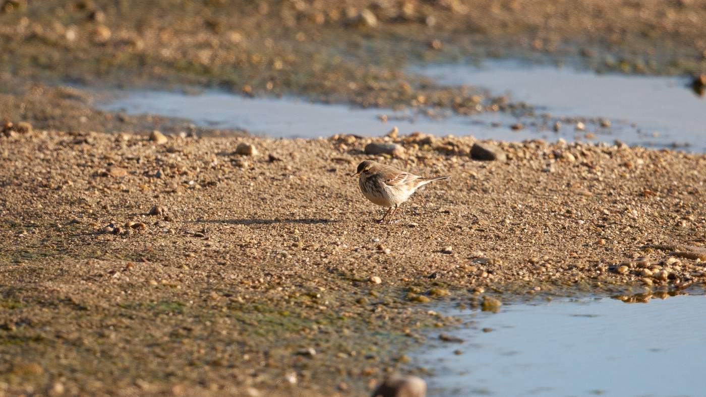 Water Pipit (Anthus spinoletta) - Photo made in the Keent