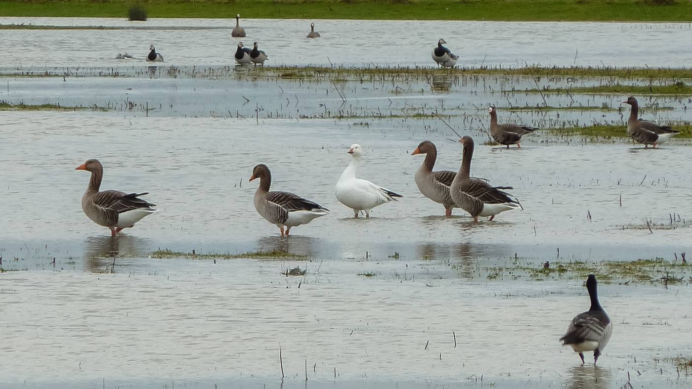 Snow Goose (Chen caerulescens) - Photo made in the Sophiapolder